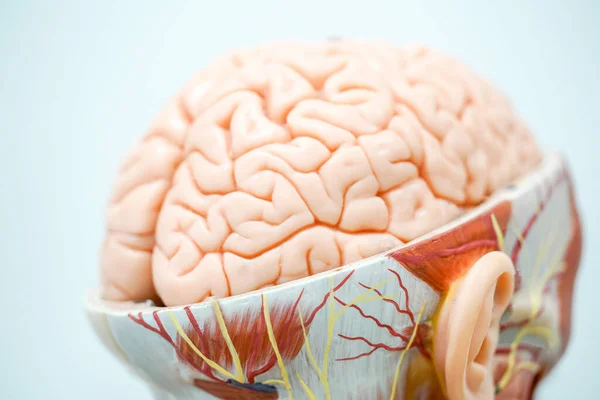 Modelo Anatomia Cérebro Humano Para Fisiologia Educação — Fotografia de Stock