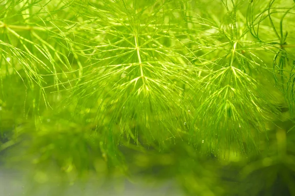 淡水池の熱帯水生植物 — ストック写真