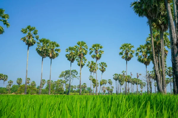 Campo Arroz Verde Com Céu Azul Sounthen Tailândia — Fotografia de Stock
