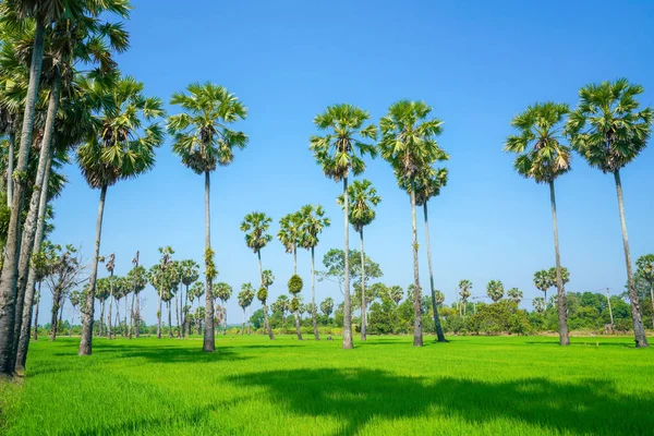 Campo Arroz Verde Com Céu Azul Sounthen Tailândia — Fotografia de Stock