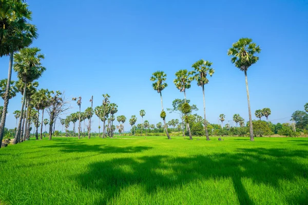 Campo Arroz Verde Com Céu Azul Sounthen Tailândia — Fotografia de Stock