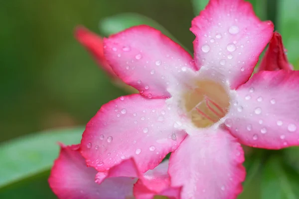 Природный Фон Розовых Цветов Азалии Каплей Воды Красочные Свежие Красивые — стоковое фото
