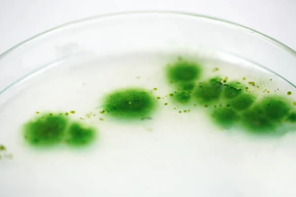 Kültür orta plakalı mavi yeşil alg kolonisi, Mikrobiyoloji.