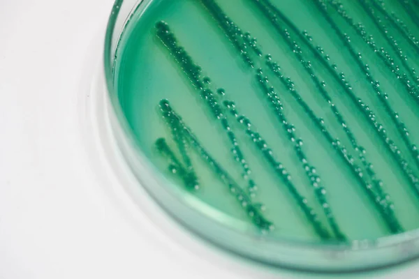 Colony of bacteria in culture medium plate, Microbiology.