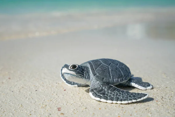 Μικρή Θαλάσσια Χελώνα Στην Αμμώδη Παραλία — Φωτογραφία Αρχείου