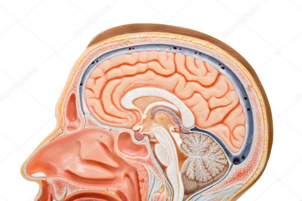 Human brain anatomy model for education