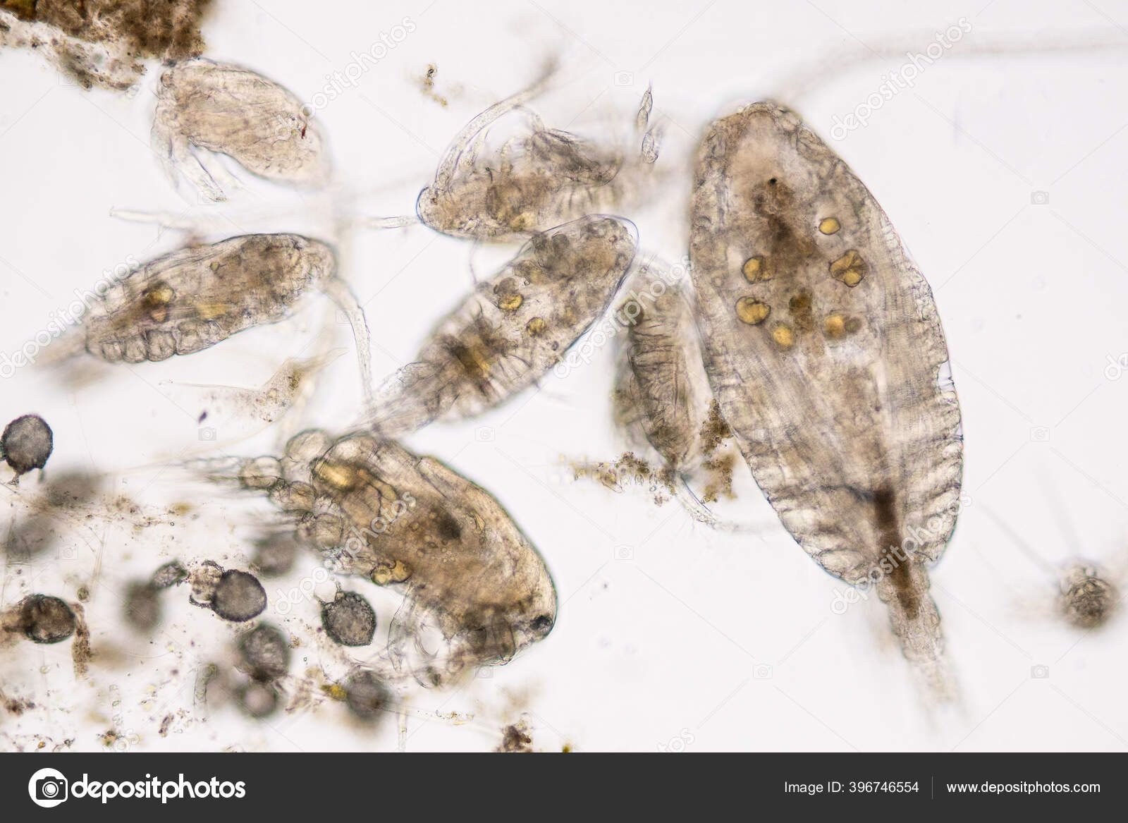 コペポッド Copepod 動物プランクトン 海洋と淡水の生息地に見られる小さな甲殻類のグループである ストック写真 C Tonaquatic19 コペポッド Copepod 動物プランクトン 海洋と淡水の生息地に見られる小さな甲殻類のグループである ストック写真 C Tonaquatic19