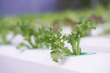 Aquaponic ya da hidroponik çiftçilikte taze organik meşe kültürü. Salata organik hidroponik çiftlik, yeşil salata sebze yaprağı, yeşil meşe ağacı.