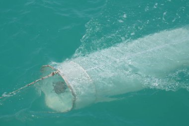Plankton örnekleme sudaki planktonlar için toplanıyor