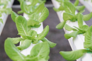 Aquaponic ya da hidroponik çiftçilikte taze organik meşe kültürü. Salata organik hidroponik çiftlik, yeşil salata sebze yaprağı, yeşil meşe ağacı.