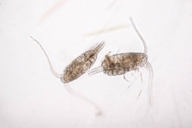 Kopepod (Zooplankton), deniz ve tatlı su habitatlarında bulunan küçük bir kabuklulardır..