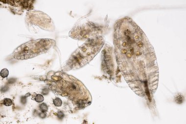 Kopepod (Zooplankton), deniz ve tatlı su habitatlarında bulunan küçük bir kabuklulardır..