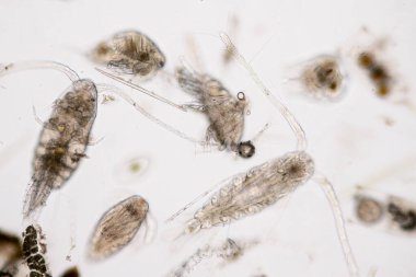 Kopepod (Zooplankton), deniz ve tatlı su habitatlarında bulunan küçük bir kabuklulardır..