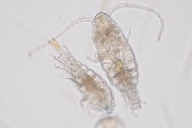 Kopepod (Zooplankton), deniz ve tatlı su habitatlarında bulunan küçük bir kabuklulardır..