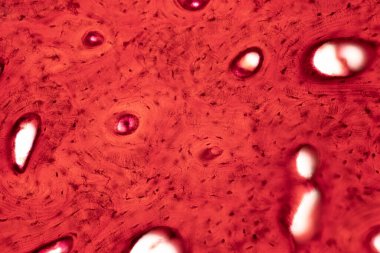 İnsan kompakt kemik dokusunun tarih bilimi mikroskop altında eğitim, kas kemiği bağlantısı ve bağ dokusu