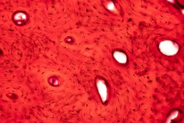 İnsan kompakt kemik dokusunun tarih bilimi mikroskop altında eğitim, kas kemiği bağlantısı ve bağ dokusu