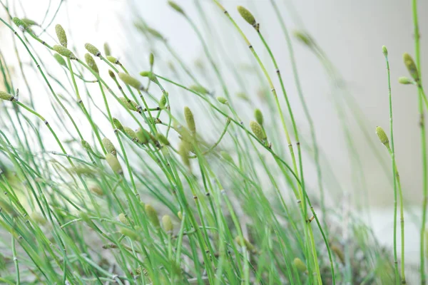 赤血球植物の一種です化石記録はデボン紀にまで遡ります — ストック写真