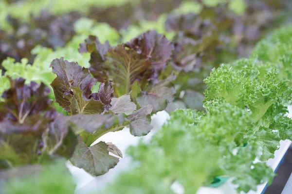 Fresh organic green oak culture in aquaponic or  hydroponic farming. Salad organic hydroponic farm, green salad Vegetable leaf, Green Oak