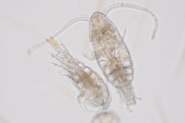 Copepod Zooplankton Grupa Małych Skorupiaków Występujących Środowisku Morskim Słodkowodnym — Zdjęcie stockowe