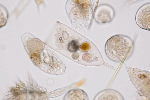 顕微鏡下の海洋水生プランクトン — ストック写真