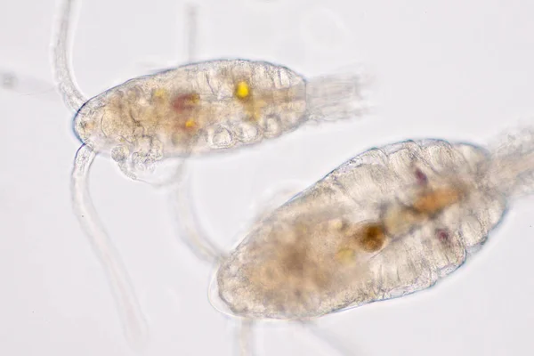 Copepod Zooplankton Είναι Μια Ομάδα Μικρών Καρκινοειδών Που Βρίσκονται Στο — Φωτογραφία Αρχείου