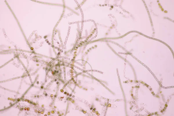纤维状藻类是形成长而可见的链 线或丝的单个藻类细胞 — 图库照片