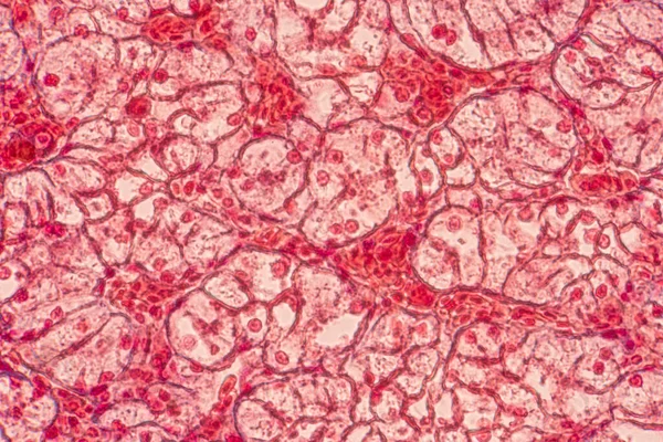 Cellule Epiteliali Squamose Microscopio Istologia Educativa Tessuto Umano — Foto Stock