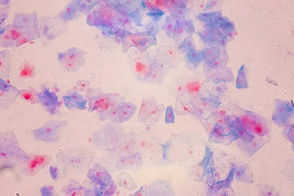Cellule Epiteliali Squamose Microscopio Istologia Educativa Tessuto Umano — Foto Stock
