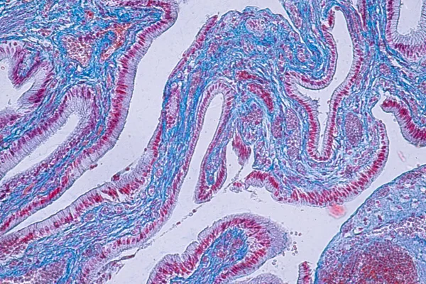 Cross Section Ciliated Epithelium Microscope Education Histology Human Tissue — Stock Photo, Image
