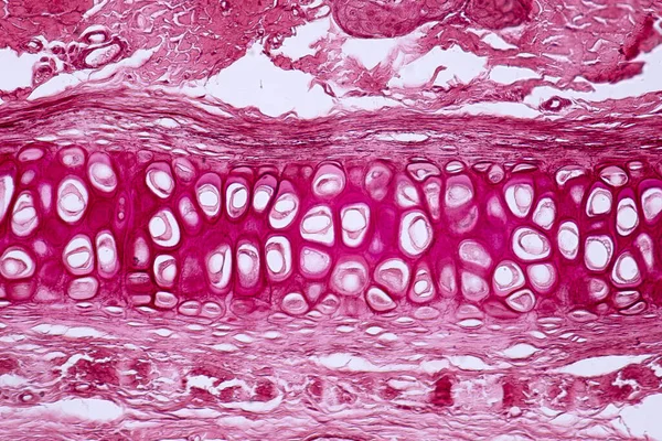 Przekrój Kości Chrząstki Ludzkiej Pod Mikroskopem Histologii Edukacji Tkanki Ludzkie — Zdjęcie stockowe