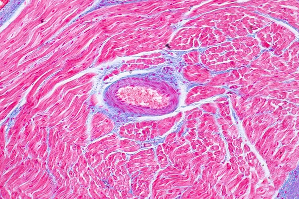 Histology of human cardiac muscle under microscope view for education. Human tissue.