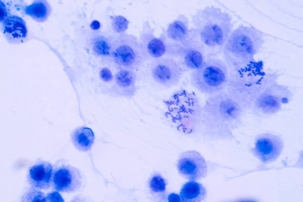 Humana Kromosomer Mikroskop För Utbildning — Stockfoto
