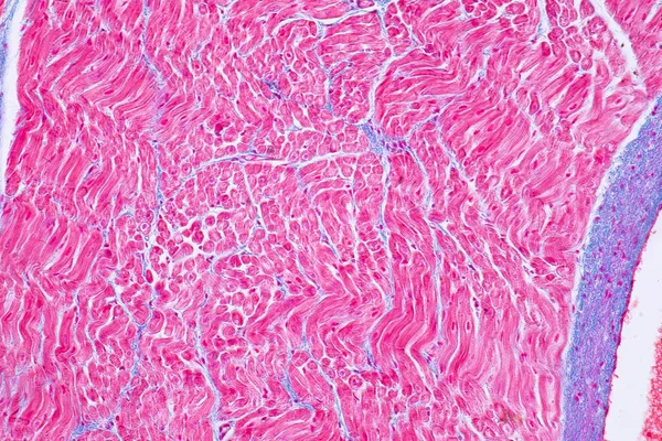 Histologie Muscle Cardiaque Humain Microscope Pour Éducation Tissus Humains — Photo