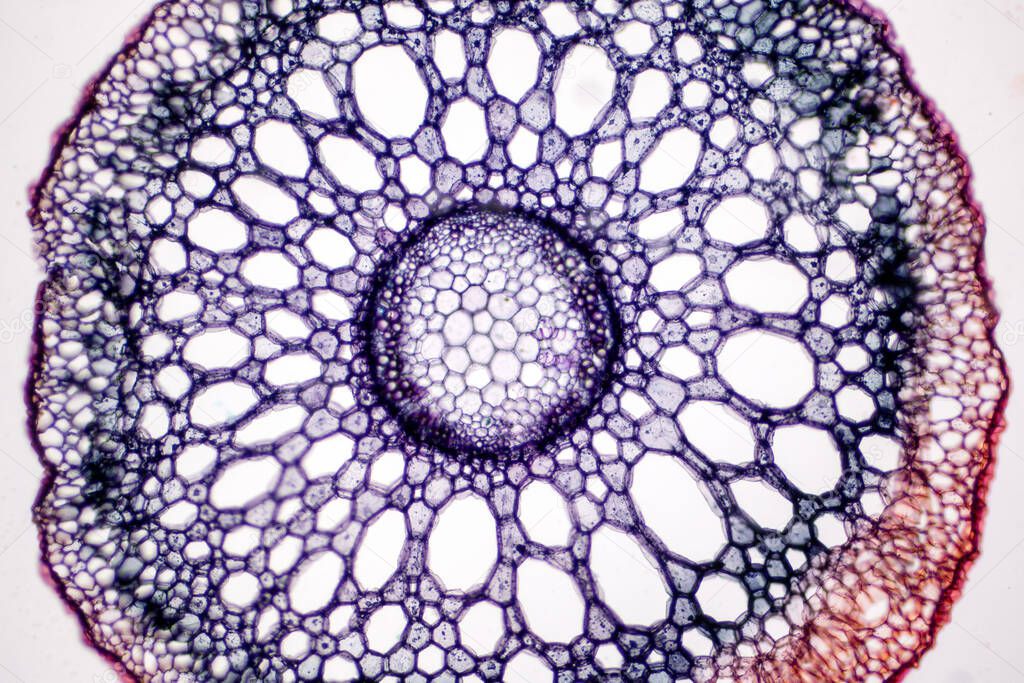 Cross sections of the plant root under microscope view