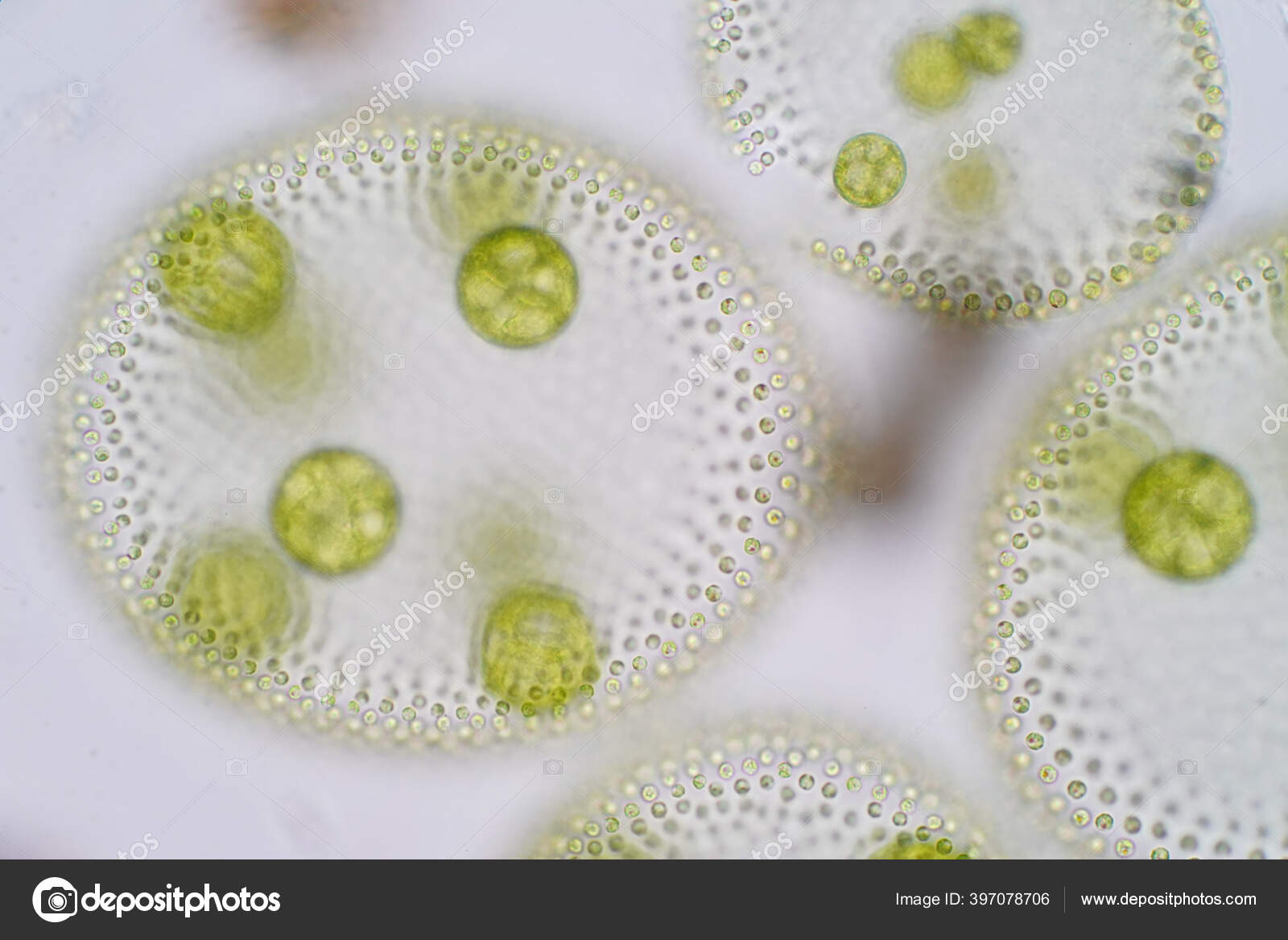 Volvox是叶绿素绿藻或植物种的一个多年生属生活在各种淡水和海洋生境中——图库图片© tonaquatic19 #397078706, image size:1600x1167