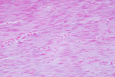 Histology of human smooth muscle under microscope view for education, Human tissue clipart