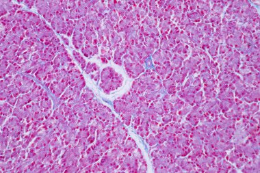 Eğitim histolojisi ve insan dokusu için mikroskop altında insan karaciğer dokusu.