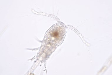 Kopepod (Zooplankton), deniz ve tatlı su habitatlarında bulunan küçük bir kabuklulardır..