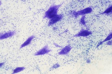 Eğitim için mikroskop altında beyindeki nöron hücreleri.