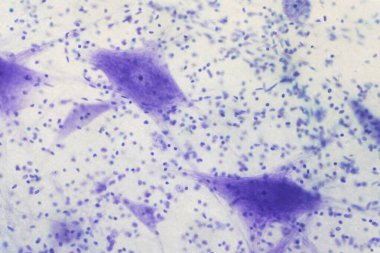 Eğitim için mikroskop altında beyindeki nöron hücreleri.