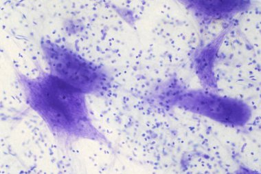 Eğitim için mikroskop altında beyindeki nöron hücreleri.