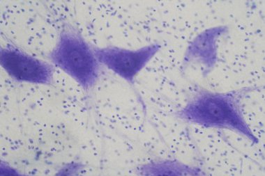 Eğitim için mikroskop altında beyindeki nöron hücreleri.