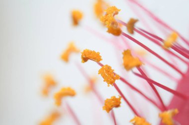 Polen taneleri bitkinin erkek üreme hücresini içeren mikroskobik bir gövdedir.. 