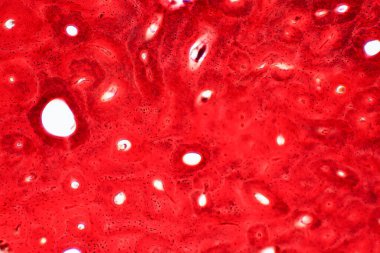 İnsan kompakt kemik dokusunun tarih bilimi mikroskop altında eğitim, kas kemiği bağlantısı ve bağ dokusu