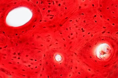 İnsan kompakt kemik dokusunun tarih bilimi mikroskop altında eğitim, kas kemiği bağlantısı ve bağ dokusu