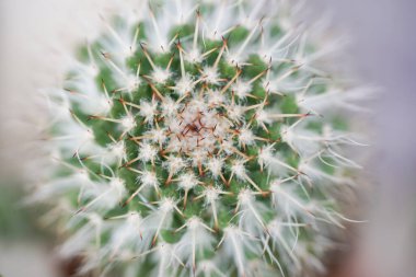 Doğa arka planı için küçük kaktüslerin Macro yakın çekimi