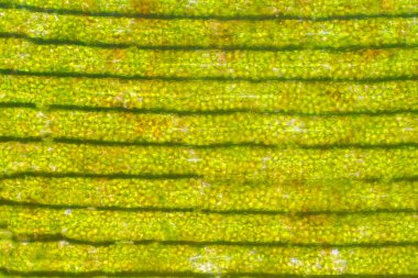 Eğitim için mikroskop altında bitki hücresi