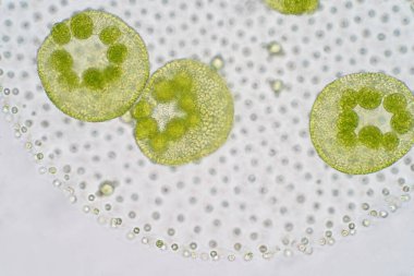 Volvox, klorofil yeşil alglerin veya fitoplanktonların polifiletik cinsidir. Çeşitli tatlı su ve deniz ortamlarında yaşarlar.