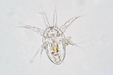 Nauplius larvası, kabukluların larvalarından baskın bir şekilde yumurtadan çıkıyor..