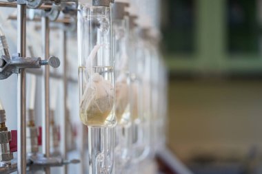 Soxhlet Üretici. Percolator-kazan ve reflü, ısıtma elementi üzerine damıtma şişesi. Organik kimya dersleri. Eczane çıkarımı.